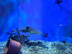 -太平洋海底世界