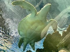 -上海海洋水族馆