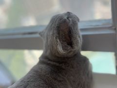 -共舞时光猫咖·狗咖(新街口店)