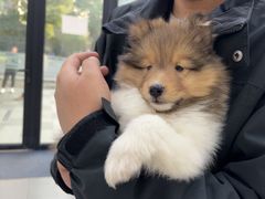 -凯瑞希宠物医院·狂犬免疫·微创·皮肤科