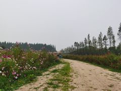 -日照海滨国家森林公园