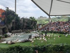 -新加坡飞禽公园
