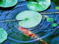 -池杉湖湿地公园