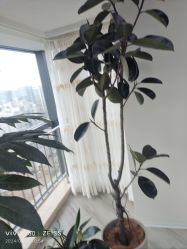 -HEYAN荷妍专业脱毛连锁机构