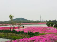 -巢湖姥山岛