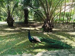 -中国科学院西双版纳热带植物园