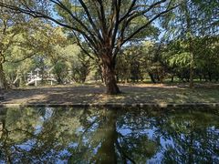 -上海共青森林公园