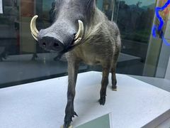 -国家自然博物馆