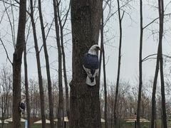 -合肥滨湖国家森林公园