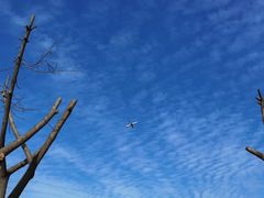 -空港花田景区