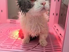 -山宅一喵德文卷毛猫舍