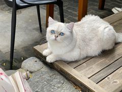 -喵屿·大理花园猫咖