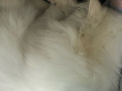 -爱佳宠物中心医院24H·CT·骨外科·猫专科(瑶海万达店)
