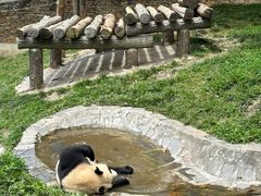 -卧龙中华大熊猫苑神树坪基地