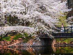 -上海共青森林公园