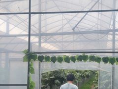 -马陆小张葡萄园农家乐