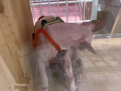 -藏猫猫咖啡主题馆(中央大道店)