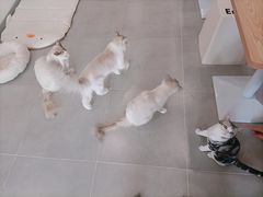 -有喵·猫咖·狗咖·30几只猫10只小狗(岗厦店)