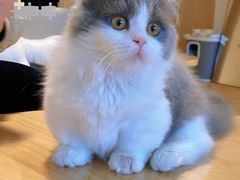 -猫腻·猫咖·撸猫馆(星光大道店)