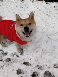 点击看大图 -飛凡TATTOO纹身•原创