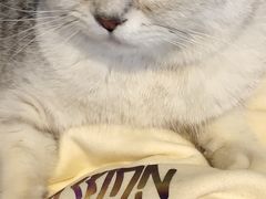 -三花喵·撸猫购宠·宠物生活馆(虹桥南丰城店)