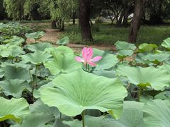 -北陵公园