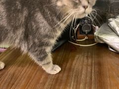 -猫色咖啡·猫咖