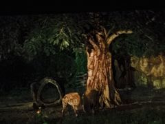 -清迈夜间动物园