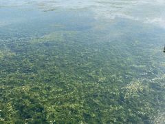 -芒洲湿地公园