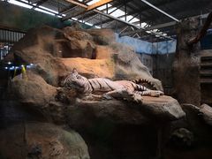 -清迈夜间动物园