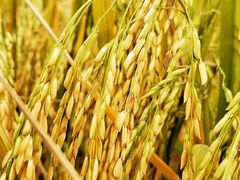 -崖口云吞(中堡店)