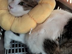 -佳雯宠物医院(四明中路分院)