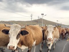 -乌兰布统景区-白桦林