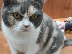 -有猫主题·治愈系猫咖(曾厝垵店)