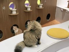 -COLOR PETS 撸猫馆·购猫·猫咖(长风大悦城店)