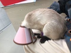 -美美宠物诊疗中心·异宠·骨科(滨江东信分院)