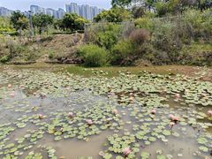 -广西壮族自治区药用植物园