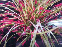 -中环花鸟鱼虫市场