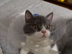 -纳吉亚猫专科动物医院博雅分院