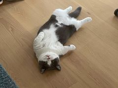 -飞行喵MR PILOT|猫舍·猫咖(静安大融城店)