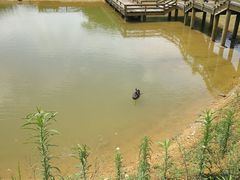 -千岛湖龙川湾