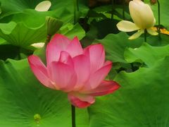 -莲花池公园