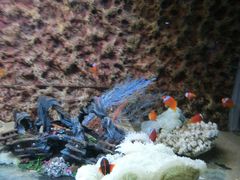 -北戴河圣蓝海洋公园