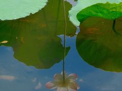 -荔湾湖公园