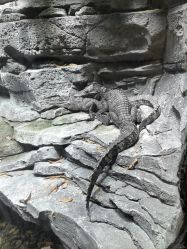 -Zoolung Zoolung动物主题公园(海信广场店)