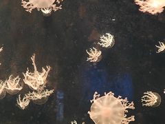 -珠海长隆海洋王国