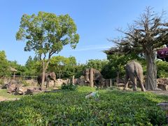 -上海野生动物园