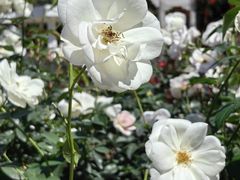 -人民公园(罗湖区)