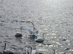 -烟墩角天鹅湖