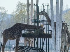 -哈尔滨北方森林动物园